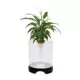 Product Penn-Plax Aqua-Ponic Aquarium