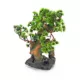 Product Penn-Plax Bonsai Tree & Rocks Aquarium Ornament - Medium
