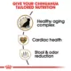 Product Royal Canin Breed Health Nutrition Chihuahua Breed Specific Aging 8+ Senior Dog Dry Food - 2.5 lb