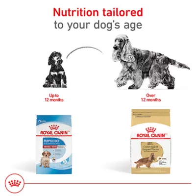Product Royal Canin Cocker Spaniel Medium Breed Adult Dry Dog Food - Skin & Coat Health