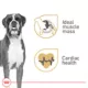 Product Royal Canin Boxer Large Breed Loaf in Sauce Adult Wet Dog Food - 13.5 Oz.