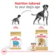 Product Royal Canin Boxer Large Breed Loaf in Sauce Adult Wet Dog Food - 13.5 Oz.