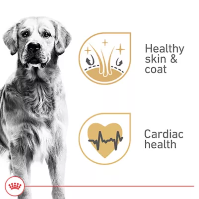 Product Royal Canin Golden Retriever Large Breed Loaf in Sauce Adult Wet Dog Food - 13.5 Oz.
