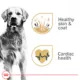 Product Royal Canin Golden Retriever Large Breed Loaf in Sauce Adult Wet Dog Food - 13.5 Oz.