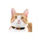 Product Pets First Washington Commanders Satin Ribbon Cat Collar