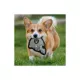Product Pets First Las Vegas Raiders Helmet Tough Dog Toy