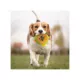Product Pets First New York Yankees Plush Hamburger Dog Toy
