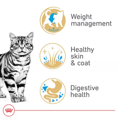 Product Royal Canin American Shorthair Adult Cat Food 5.5LB