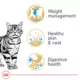 Product Royal Canin American Shorthair Adult Cat Food 5.5LB