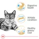 Product Royal Canin Feline Bengal Adult Dry Cat Food, Breed Nutrition