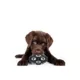 Product Pets First Dallas Cowboys Treat Dispenser Dog Toy