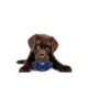 Product Pets First Florida Gators Treat Dispenser Dog Toy