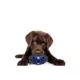 Product Pets First Kentucky Wildcats Treat Dispenser Dog Toy