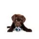 Product Pets First Chicago Cubs Treat Dispenser Dog Toy
