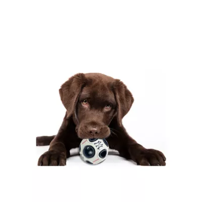 Product Pets First New York Yankees Treat Dispenser Dog Toy