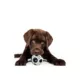 Product Pets First New York Yankees Treat Dispenser Dog Toy