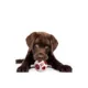Product Pets First St. Louis Cardinals Treat Dispenser Dog Toy