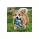 Product Pets First Philadelphia Eagles Helmet Tough Dog Toy