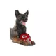 Product Pets First Kansas City Chiefs Helmet Tough Dog Toy