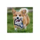 Product Pets First Buffalo Bills Helmet Tough Dog Toy