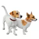 Product Pets First Cleveland Browns Reversible Dog Collar