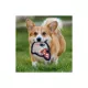 Product Pets First New England Patriots Helmet Tough Dog Toy