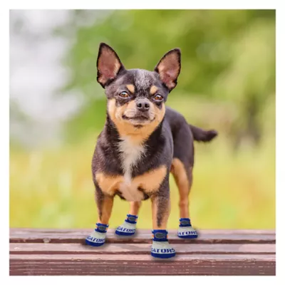 Product Pets First Florida Gators Pet Socks