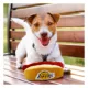 Product Pets First LA Lakers Plush Hot Dog Dog Toy