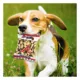 Product Pets First Atlanta Braves Plush Peanut Bag Dog Toy