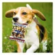 Product Pets First Seattle Seahawks Plush Peanut Bag Dog Toy