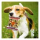 Product Pets First Texas Longhorns Plush Peanut Bag Dog Toy