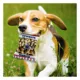 Product Pets First Dallas Cowboys Plush Peanut Bag Dog Toy
