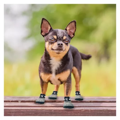 Product Pets First Michigan State Spartans Pet Socks