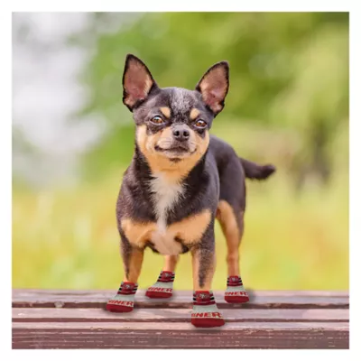 Product Pets First San Francisco 49ers Pet Socks