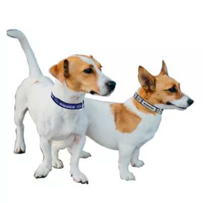Product Pets First Baltimore Ravens Reversible Dog Collar