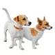 Product Pets First Kansas City Chiefs Reversible Dog Collar