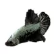 Product Samurai Male Betta