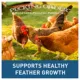 Product Pecking Order Boonworms & Mealworms