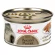 Product Royal Canin Feline Adult Wet Cat Food Persian Breed Nutrition - Loaf in Sauce, 3 oz
