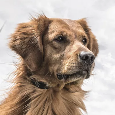Product SportDOG® Brand YardTrainer 100S Remote Trainer - For Stubborn Dogs - Tone/Vibrate/Static