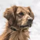 Product SportDOG® Brand YardTrainer 100S Remote Trainer - For Stubborn Dogs - Tone/Vibrate/Static