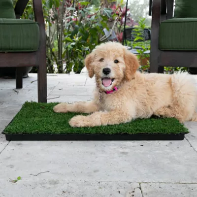 Product Gotta Go Grass The Natural Relief Dog Potty Pads with Tray, 16-in x 24-in