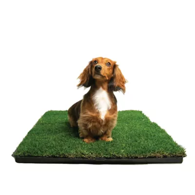 Product Gotta Go Grass The Natural Relief Dog Potty Pads with Tray, 16-in x 24-in