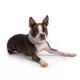 Product GF PET® Chalet Tube Dog Scarf