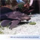 Product Aqueon® Algae Rounds