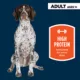 Product Authority High Performance Ground Beef Entree Adult Dog Wet Food - 13 oz