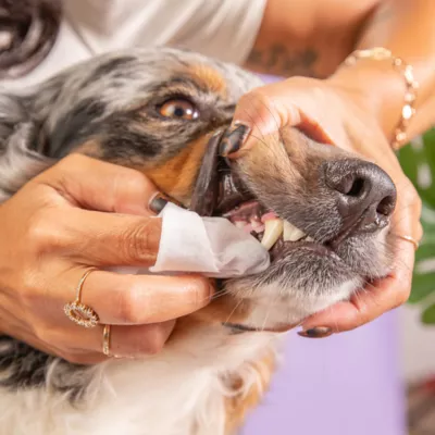 Product Skout's Honor® Pet Dental Wipes