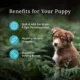 Product Blue Buffalo Wilderness Nature's Evolutionary Diet Puppy Dry Dog Food - Chicken