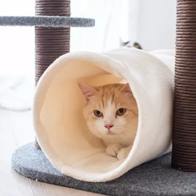 Product Catry Lifted 28-in Modern Cat Tree with Interactive Tunnel & Cat Toys