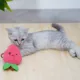 Product PetPals Straw-Lady Interactive Cat Toy
